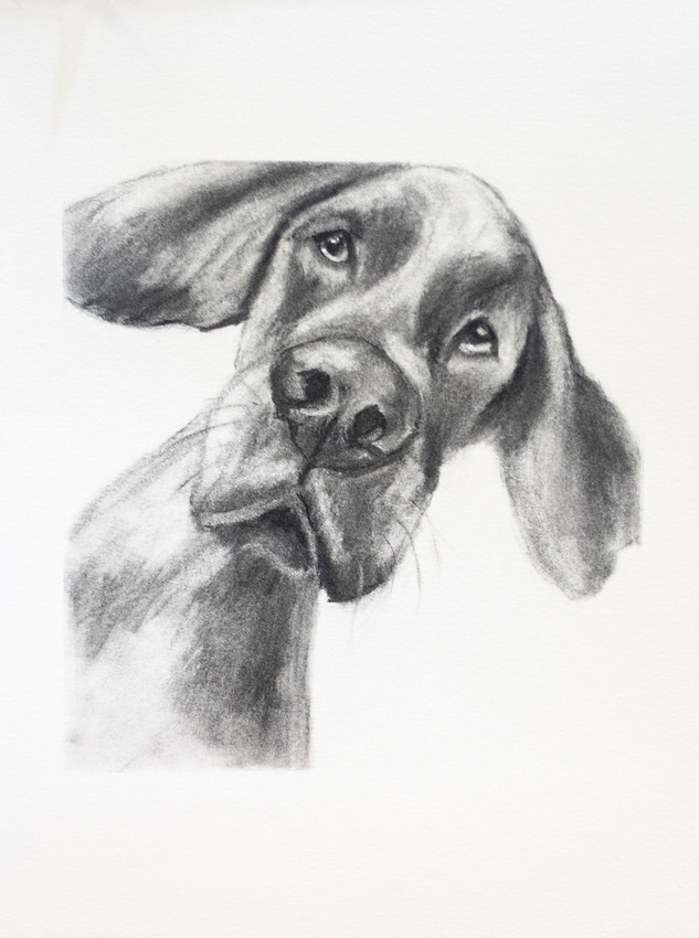 Nose, charcoal on Stonehenge paper, 9x12