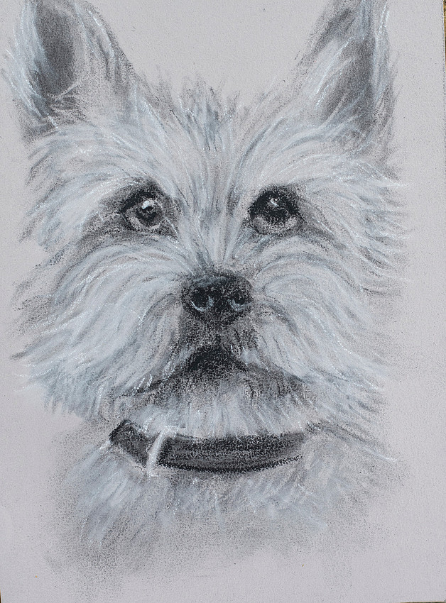 Westie, charcoal, approx 4x6