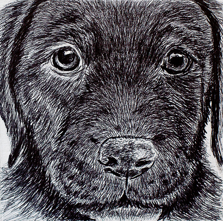 Black Lab Pup, pen, 4x4, available